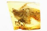 Detailed Fossil Mayfly (Ephemeroptera) In Baltic Amber #307239-1